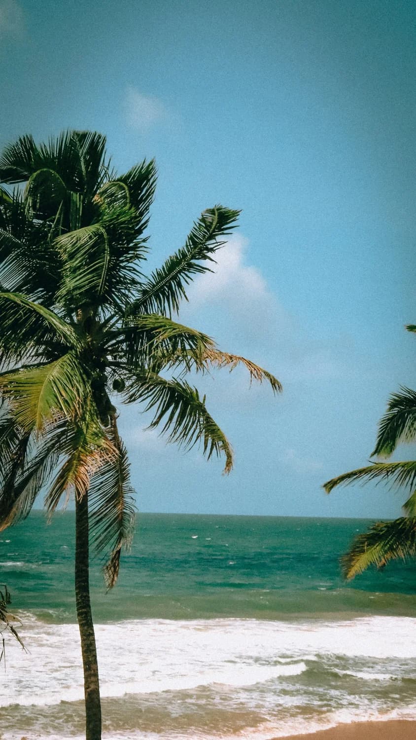 Palm trees beside the ocean in Sri Lanka