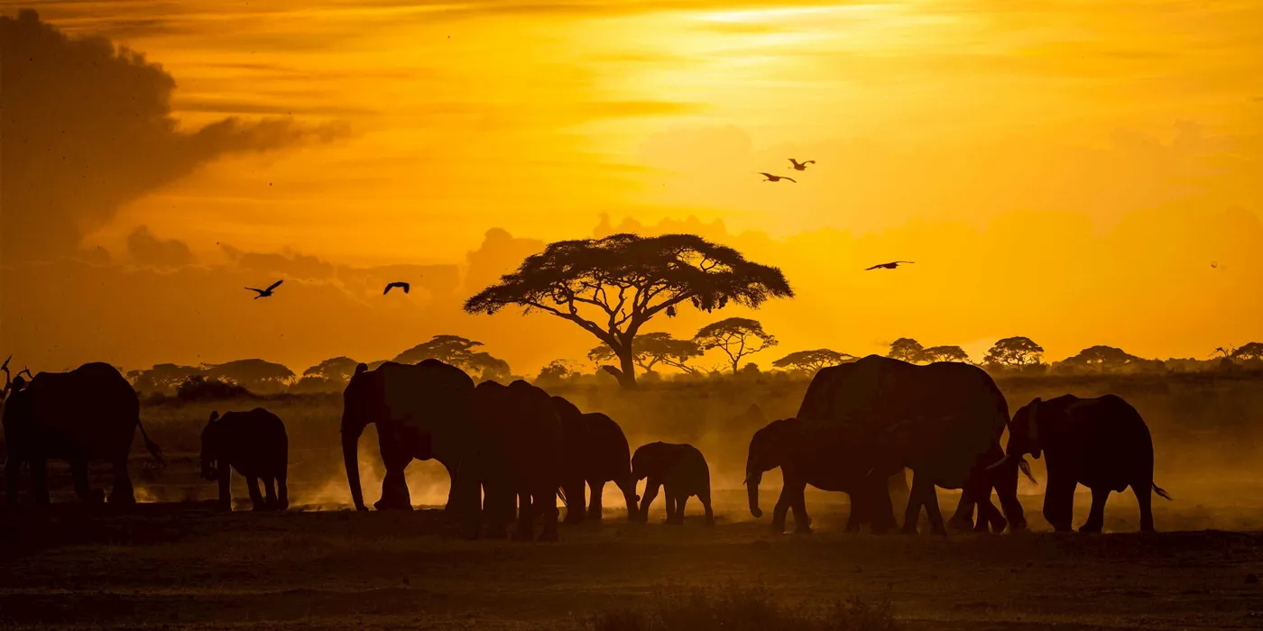 Elephants and acacia trees at sunset in Amboseli, Kenya