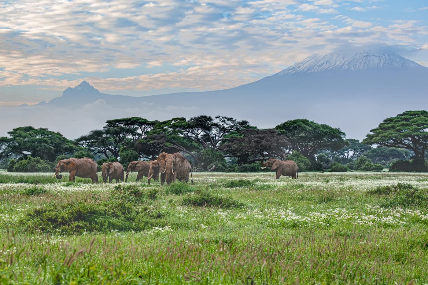 Elephants on the Amboseli plains with Mount Kilimanjaro beyond