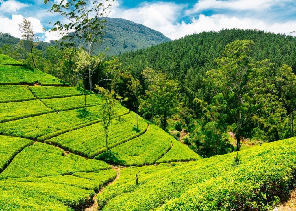 Sri Lanka Honeymoon Escape