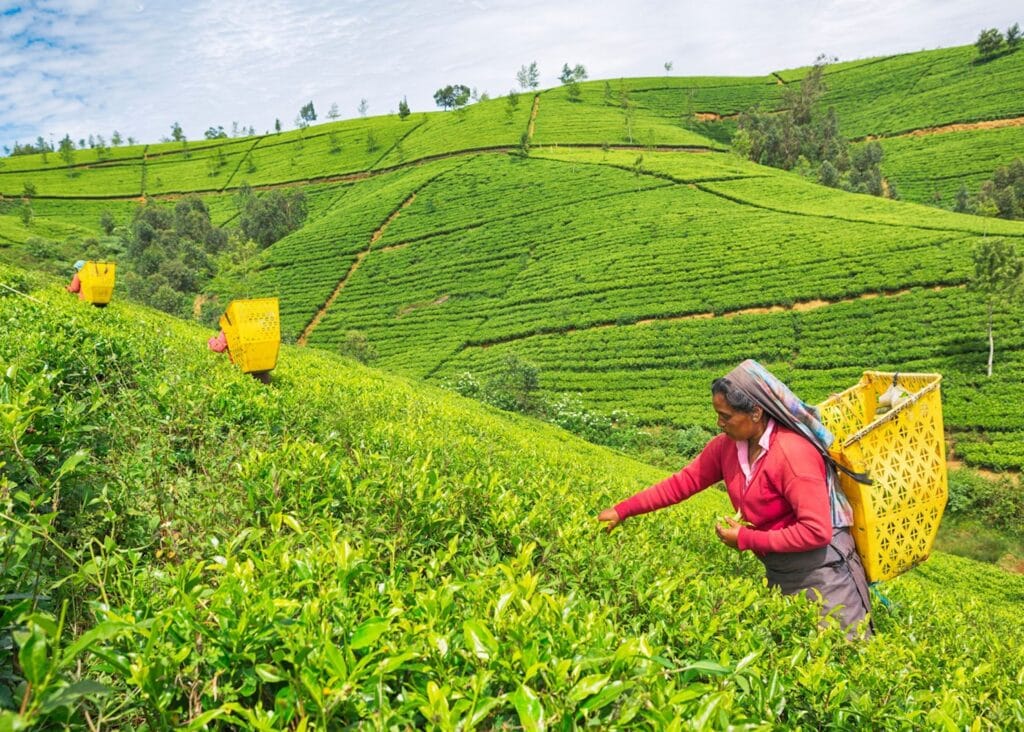 6 Nights 7 Days Sri Lanka Tour