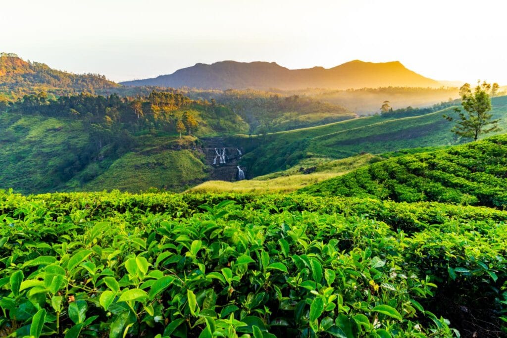 9 Nights / 10 Days Sri Lanka Tea Trail