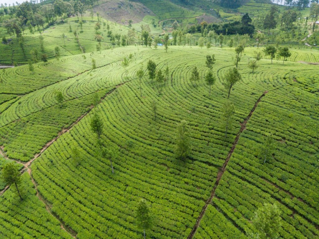 9 Nights / 10 Days Sri Lanka Tea Trail