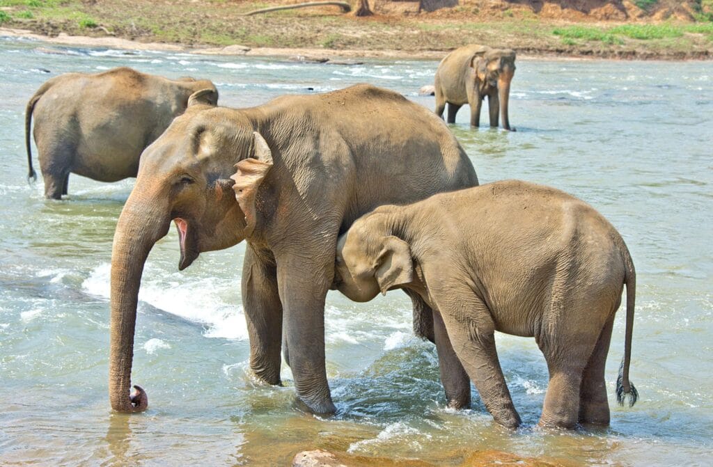 3 Nights 4 Days Sri Lanka Tour
