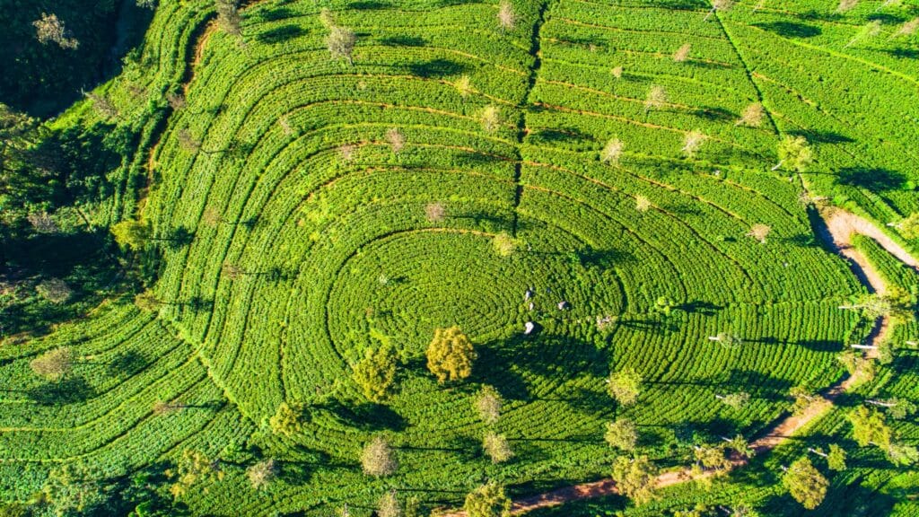 9 Nights / 10 Days Sri Lanka Tea Trail